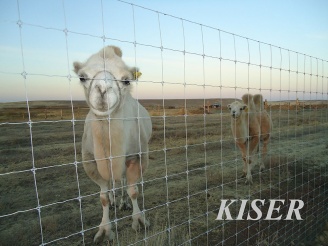 Вольер Оренбург