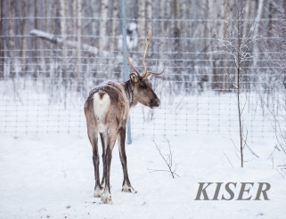Вольер для северного оленя