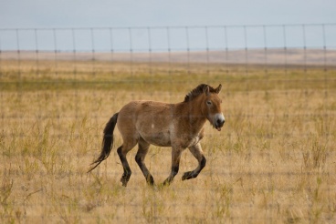 Центр разведения степных животных, Оренбургская обл.